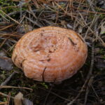 Рыжик сосновый (настоящий), Lactarius deliciosus