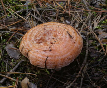 Рыжик сосновый (настоящий), Lactarius deliciosus