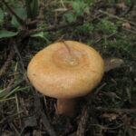 Рыжик еловый, Lactarius deterrimus