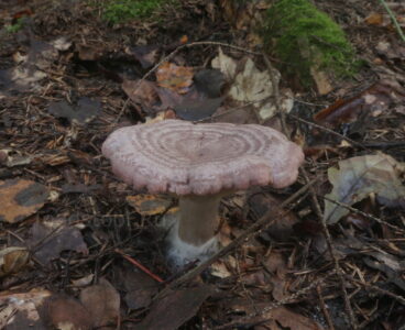 Lactarius flexuosus, Серушка (млечник извилистый)