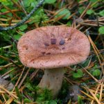 Млечник серо-розовый, Lactarius helvus