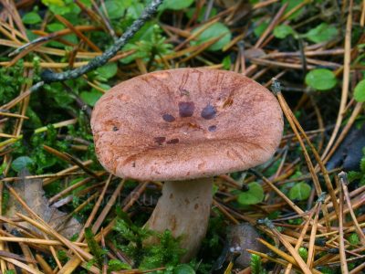 Млечник серо-розовый, Lactarius helvus