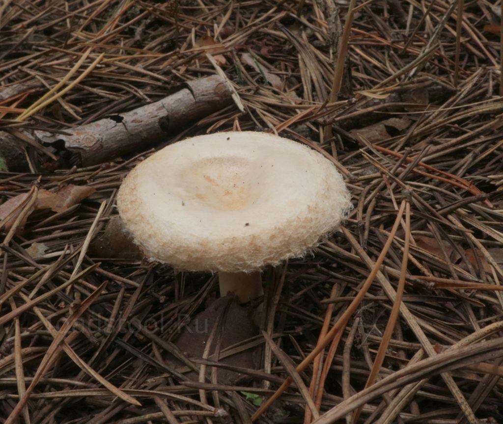 Lactarius pubescens, Волнушка белая (белянка)