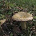 Груздь синеющий (собачий), Lactarius repraesentaneus