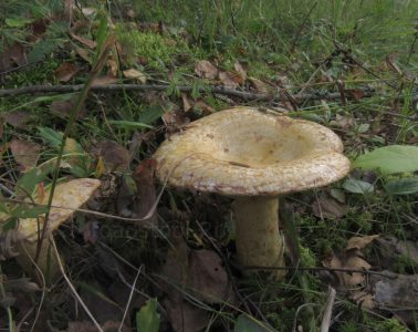 Груздь синеющий (собачий), Lactarius repraesentaneus