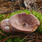 Горькушка, Lactarius rufus