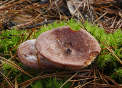 Горькушка, Lactarius rufus