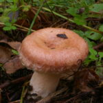 Волнушка розовая, Lactarius torminosus