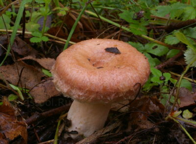 Волнушка розовая, Lactarius torminosus