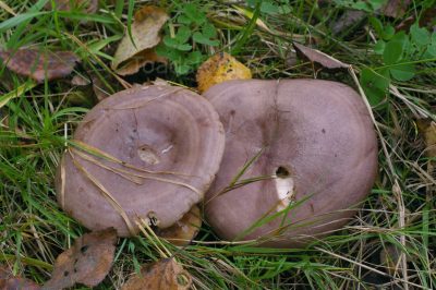 Млечник обыкновенный, Lactarius trivialis