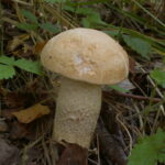 Подосиновик белый, Leccinum percandidum