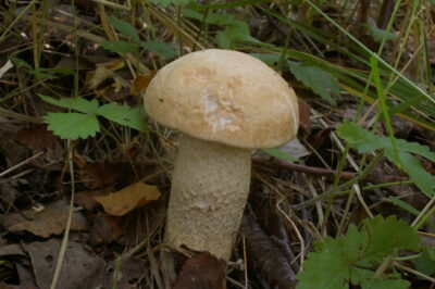 Подосиновик белый, Leccinum percandidum