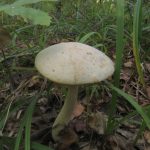 Подберезовик болотный, Leccinum holopus