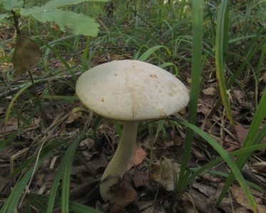 Подберезовик болотный, Leccinum holopus