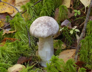 Подберезовик разноцветный, Leccinum variicolor