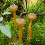 Леотия студенистая, Leotia lubrica