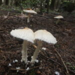 Лепиота щитковая, Lepiota clypeolaria