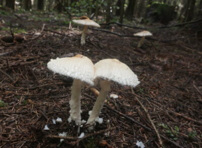 Лепиота щитковая, Lepiota clypeolaria
