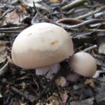 Рядовка лиловоногая, Lepista personata