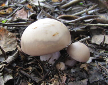 Рядовка лиловоногая, Lepista personata