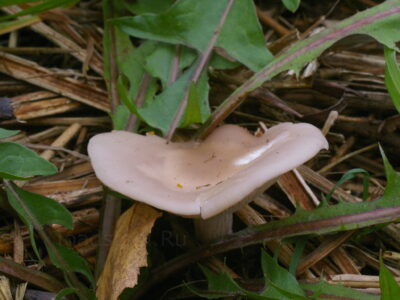 Рядовка сорная, Lepista sordida