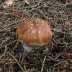 Белопаутинник луковичный, Leucocortinarius bulbiger