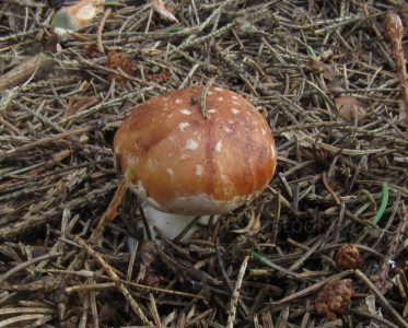 Белопаутинник луковичный, Leucocortinarius bulbiger