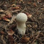 Дождевик шиповатый, Lycoperdon perlatum