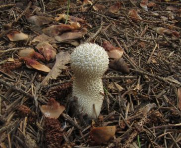 Дождевик шиповатый, Lycoperdon perlatum