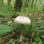 Зонтик сосцевидный, Macrolepiota mastoidea