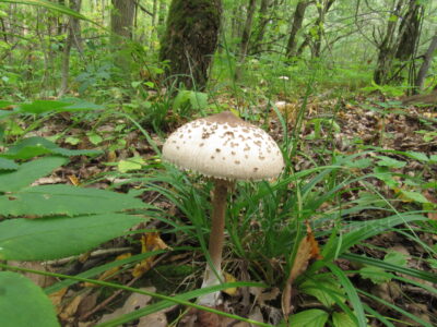 Зонтик сосцевидный, Macrolepiota mastoidea