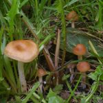 Опенок луговой, Marasmius oreades