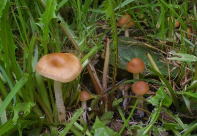 Опенок луговой, Marasmius oreades