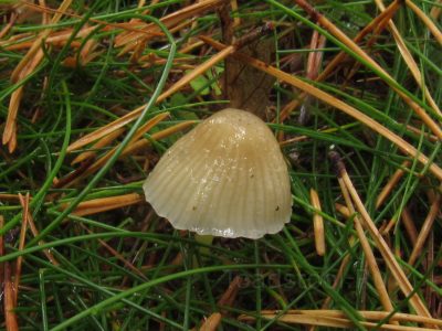 Мицена слизистая, Mycena epipterygia