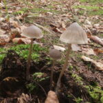 Мицена колпачковидная, Mycena galericulata