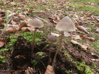 Мицена колпачковидная, Mycena galericulata