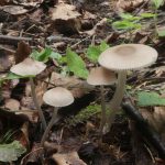 Мицена белоножковая, Mycena niveipes