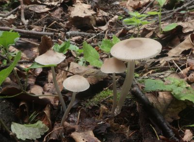 Мицена белоножковая, Mycena niveipes