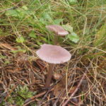 Мицена чистая, Mycena pura