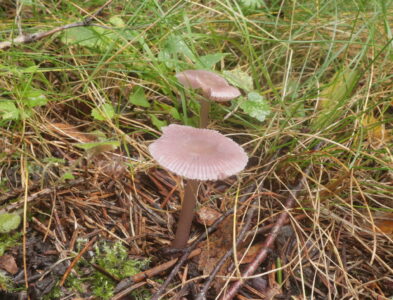 Мицена чистая, Mycena pura