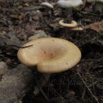 Говорушка буро-желтая, Paralepista gilva