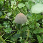 Навозник складчатый, Parasola plicatilis