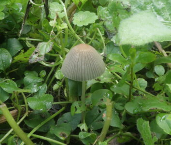 Навозник складчатый, Parasola plicatilis