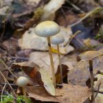 Protostropharia (Stropharia) semiglobata, Строфария полушаровидная