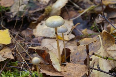 Protostropharia (Stropharia) semiglobata, Строфария полушаровидная
