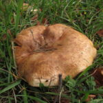 Свинушка аммиачная, Paxillus ammoniavirescens