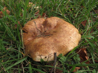 Свинушка аммиачная, Paxillus ammoniavirescens