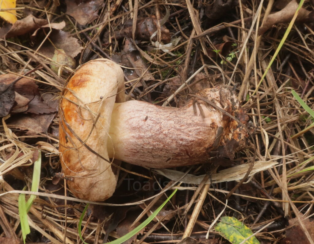 Свинушка аммиачная, Paxillus ammoniavirescens