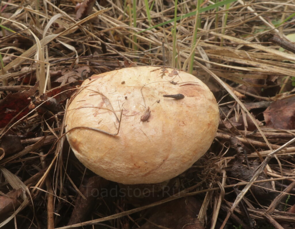 Свинушка аммиачная, Paxillus ammoniavirescens