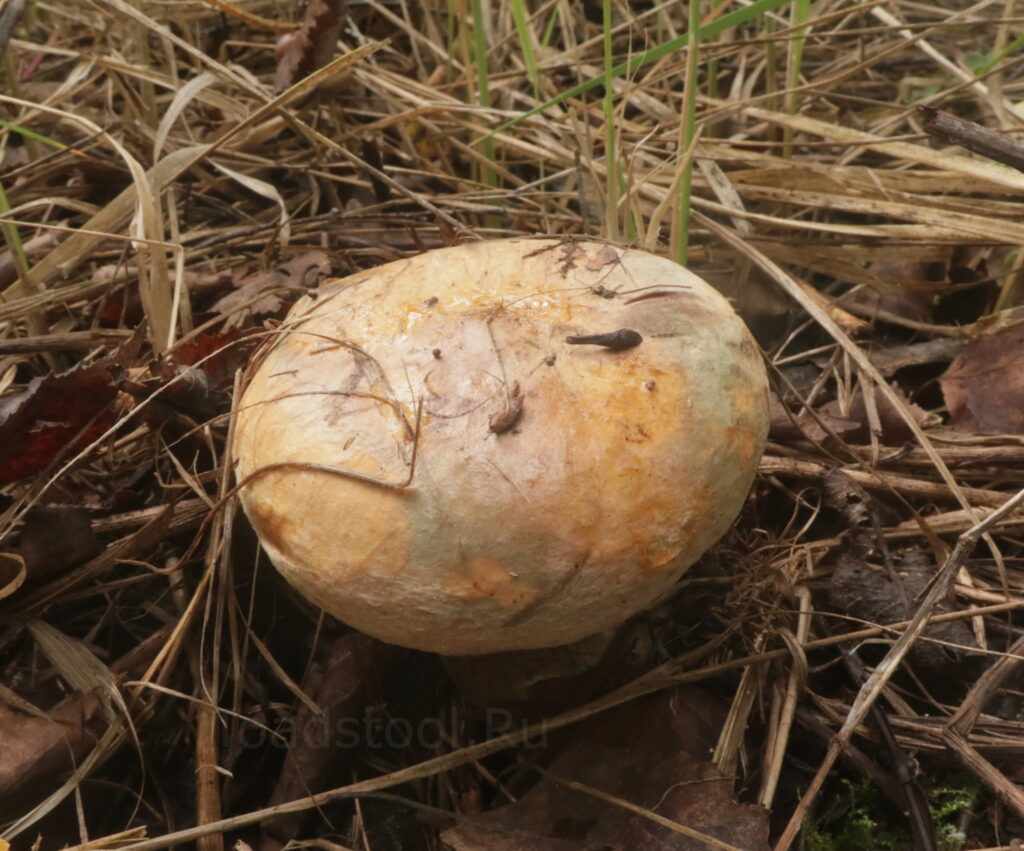 Свинушка аммиачная, Paxillus ammoniavirescens